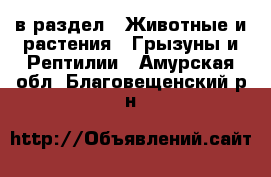  в раздел : Животные и растения » Грызуны и Рептилии . Амурская обл.,Благовещенский р-н